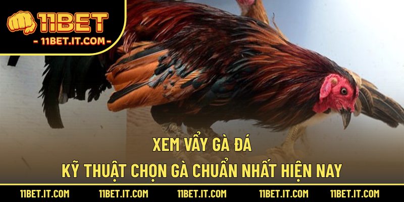 Xem vẩy gà đá